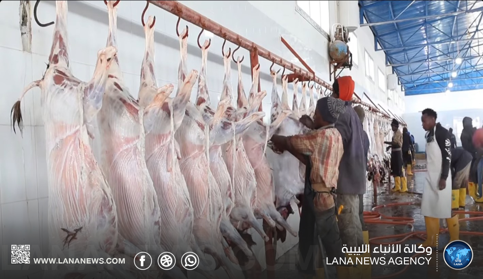 ذبح أكثر من 1200 رأس من الأغنام خلال أربعة أيام بسلخانة سرت