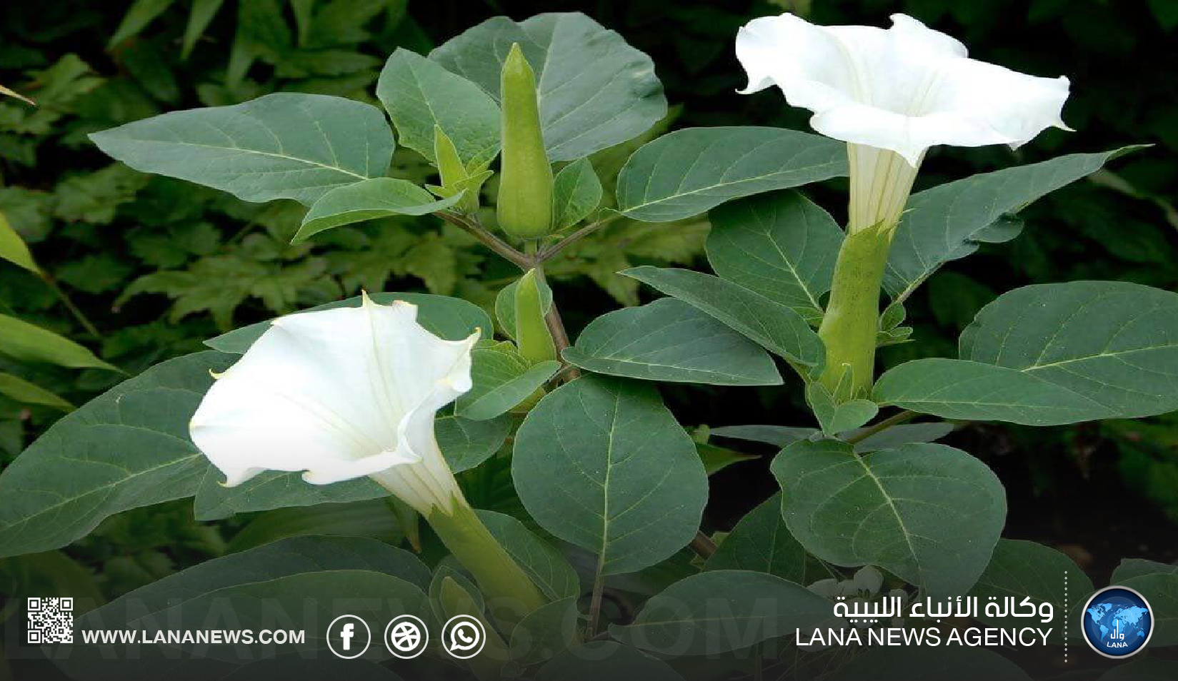 تحذير من انتشار نبات الداتورا السام بمدينة شحات