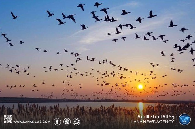 خبير بيئي يكشف تراجع كبير في أعداد الطيور المهاجرة في ليبيا