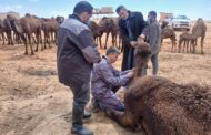 الشرطة الزراعية تباشر التحقيق في نفوق إبل بوادي ساملوس 
