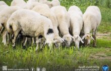 جهاز الحرس البلدي بالحكومة الليبية يحظر ذبح إناث المواشي