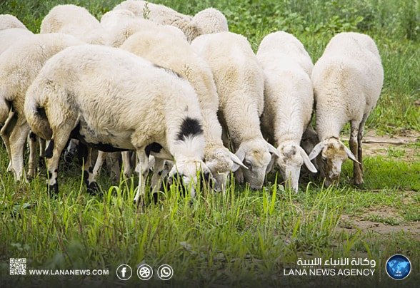 جهاز الحرس البلدي بالحكومة الليبية يحظر ذبح إناث المواشي