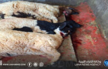 ضبط مصري يذبح أغنامًا مريضة في بنغازي
