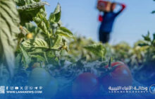 حملة لضبط ارتفاع أسعار الطماطم وإعادة التوازن لسوق سبها