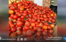 تقلبات أسعار الطماطم تثير قلق المستهلكين