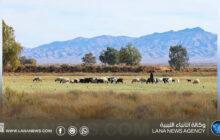 بلدي سيناون يمنع رعي القطعان القادمة من خارج حدوده