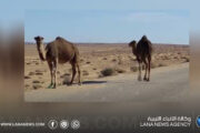 إطلاق حملة لملاحقة الإبل السائبة في البيضاء