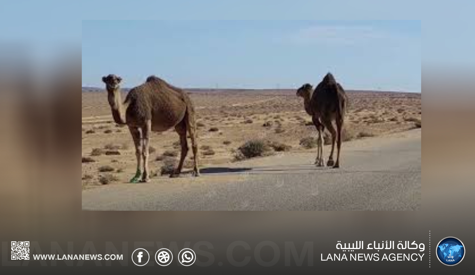 إطلاق حملة لملاحقة الإبل السائبة في البيضاء