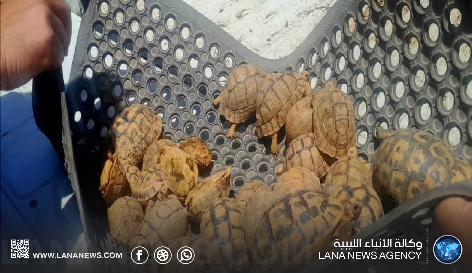 الشرطة الزراعية تُحبط تهريب سلاحف برية إلى مصر