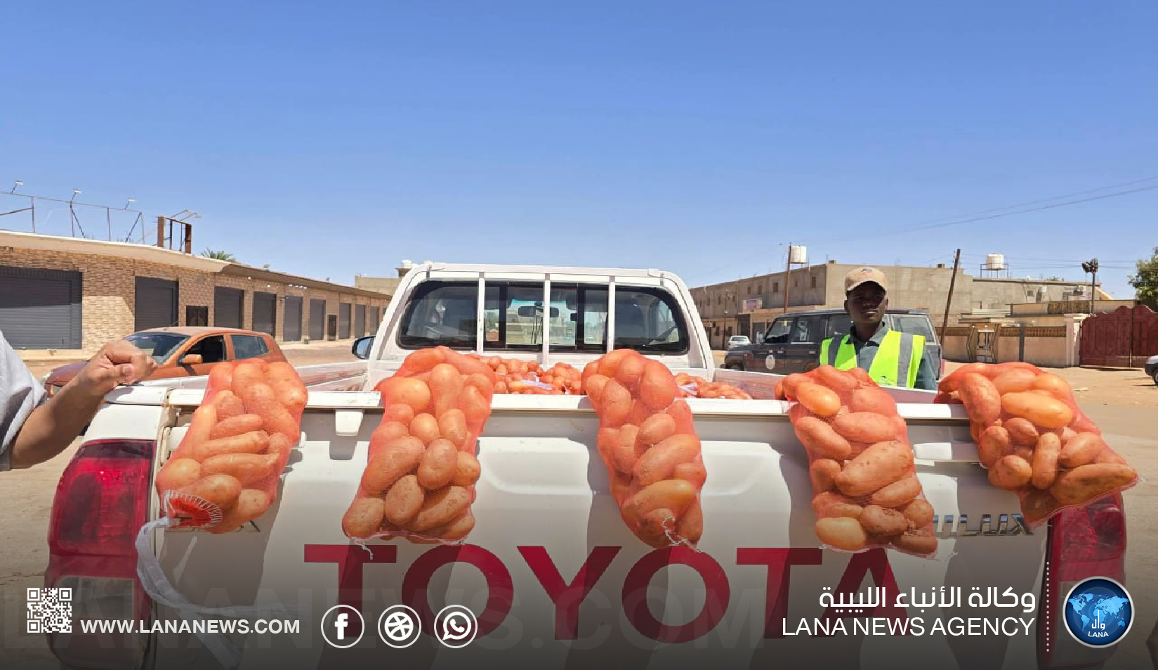 الكفرة تبدأ تسويق إنتاجها من البطاطا لدعم الأمن الغذائي