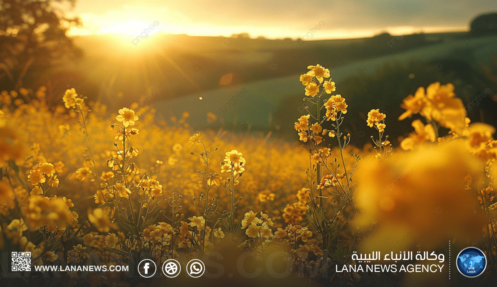 طقس ربيعي معتدل يسود البلاد