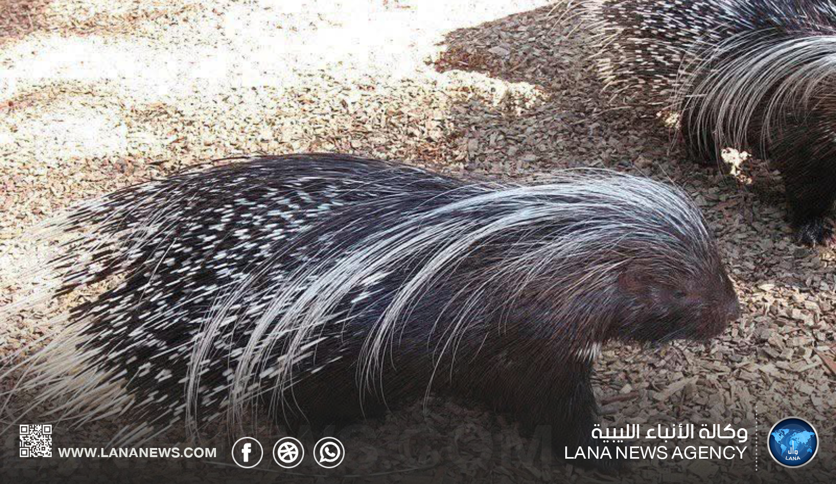 إطلاق مبادرة بيئية لإعادة توطين الطيور بسد الوشكة