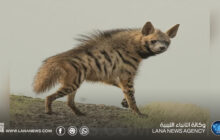 التحذير من تهديد الصيد الجائر للضبع المخطط