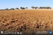 انطلاق مشروع زراعة تسعة ملايين شتلة زيتون بالمنطقة الوسطى