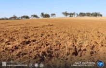 انطلاق مشروع زراعة تسعة ملايين شتلة زيتون بالمنطقة الوسطى