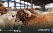 9000 رأس من الأغنام تصل ميناء جليانة ضِمن مبادرة الأضاحي المدعومة