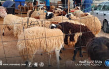 الحرس البلدي ببنغازي يتابع أنشطة بيع أضاحي العيد
