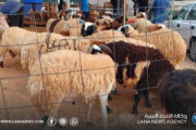 منع بيع الأضاحي داخل الأحياء السكنية والطرقات العامة في بنغازي