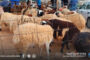 منع بيع الأضاحي داخل الأحياء السكنية والطرقات العامة في بنغازي