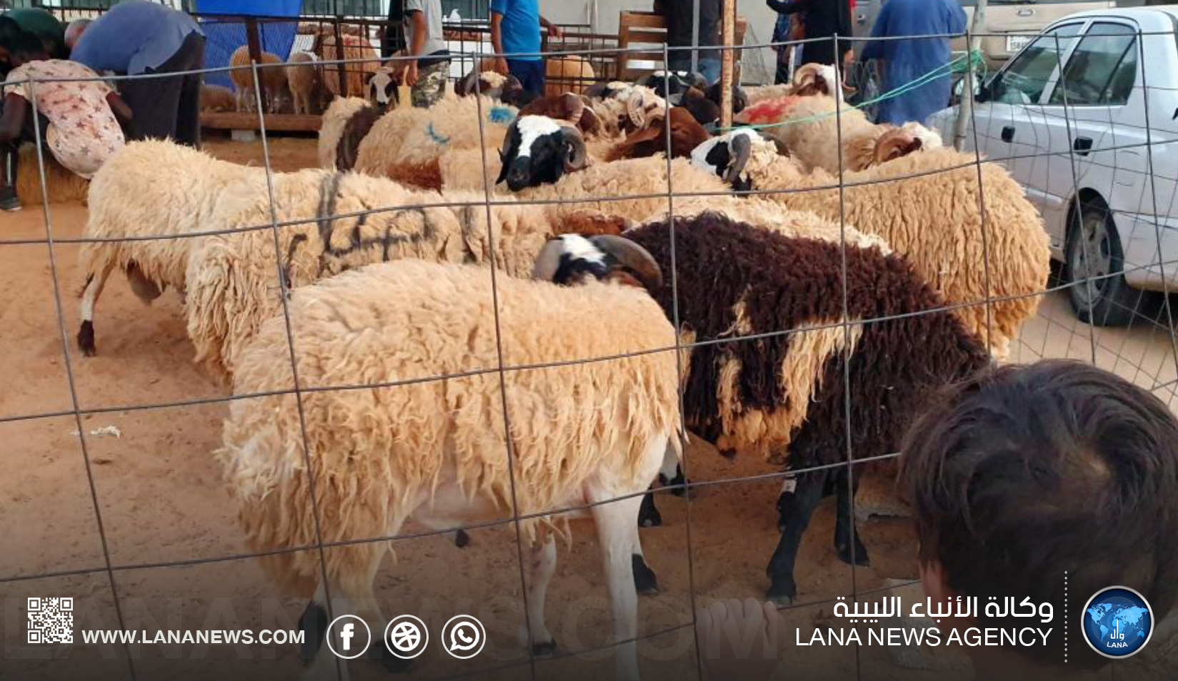 منع بيع الأضاحي داخل الأحياء السكنية والطرقات العامة في بنغازي