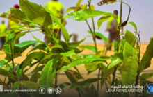 مشروع الكفرة.. خطوات متسارعة لتعزيز الأمن الغذائي ودعم التنمية الزراعية