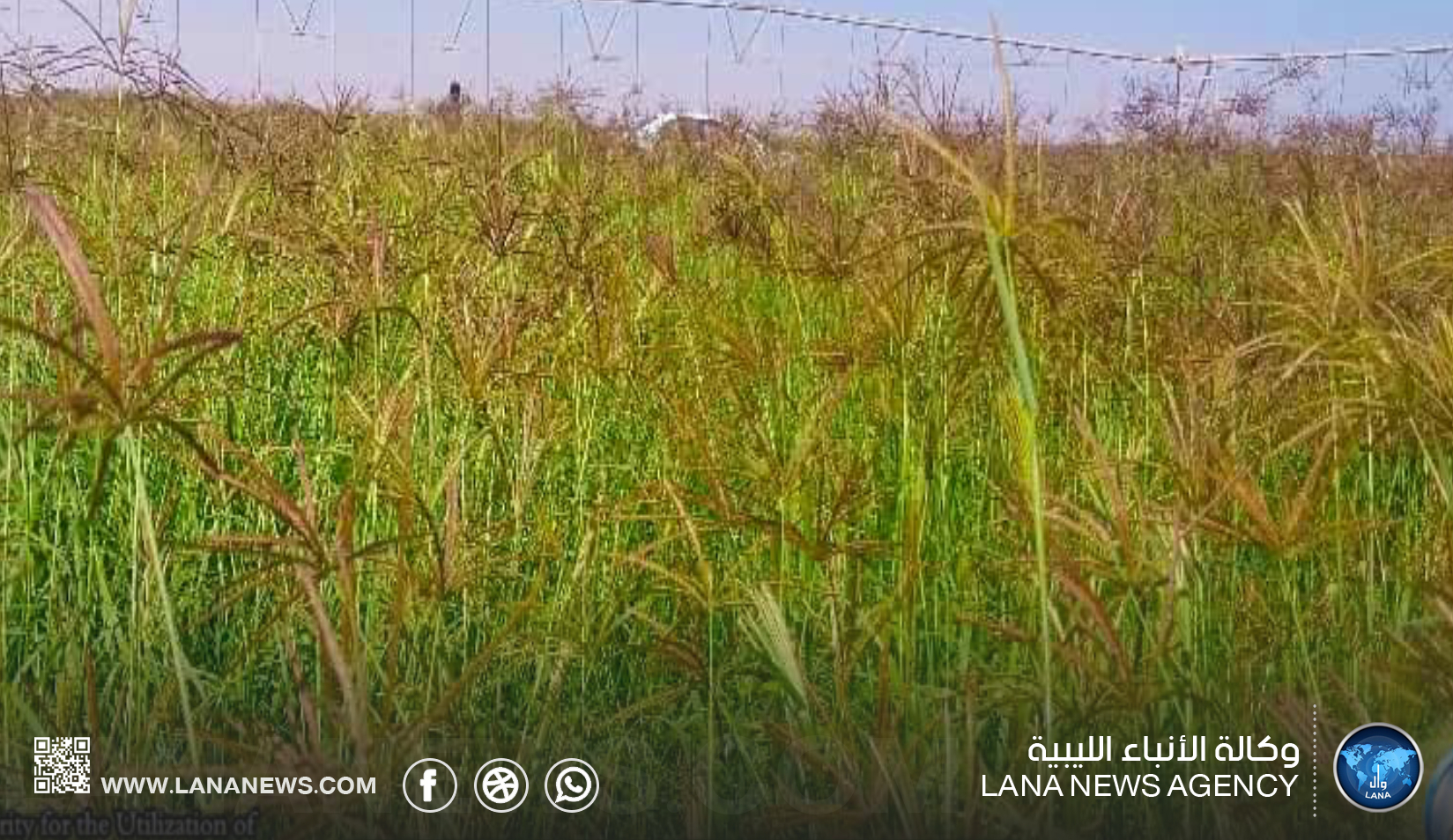 بدء حصاد محصول الرودس بمشروع المزارع الكبيرة بالمنطقة الوسطى