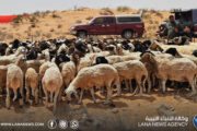 انطلاق موسم جز صوف الأغنام في أم القنديل 