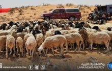 انطلاق موسم جز صوف الأغنام في أم القنديل 