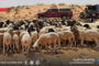 انطلاق موسم جز صوف الأغنام في أم القنديل 