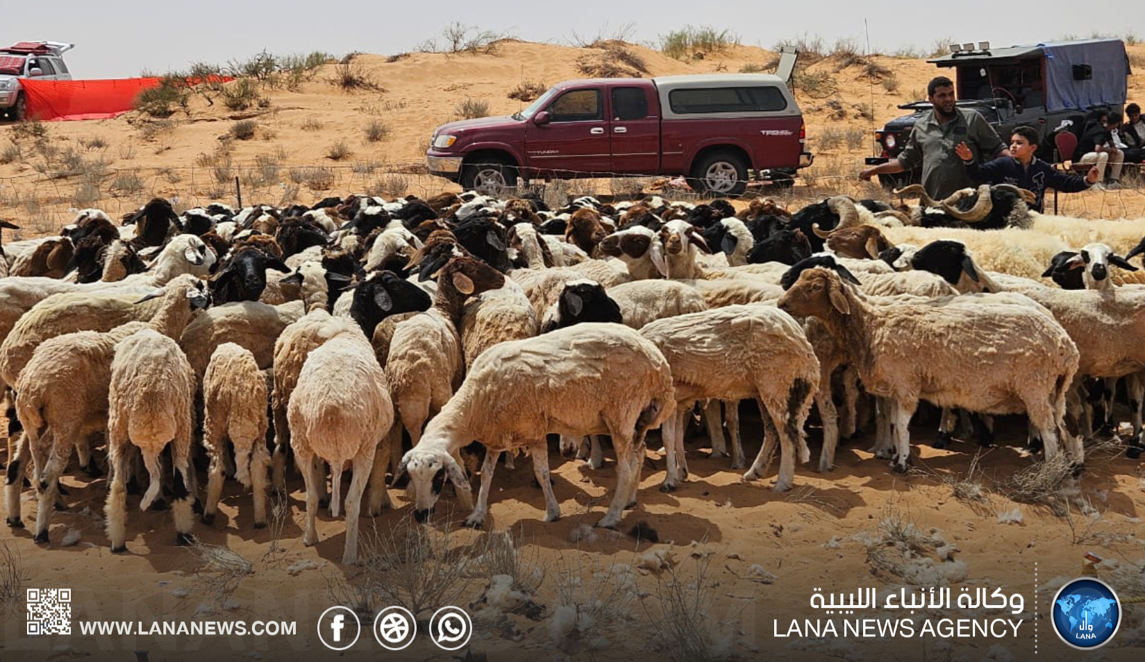 انطلاق موسم جز صوف الأغنام في أم القنديل 