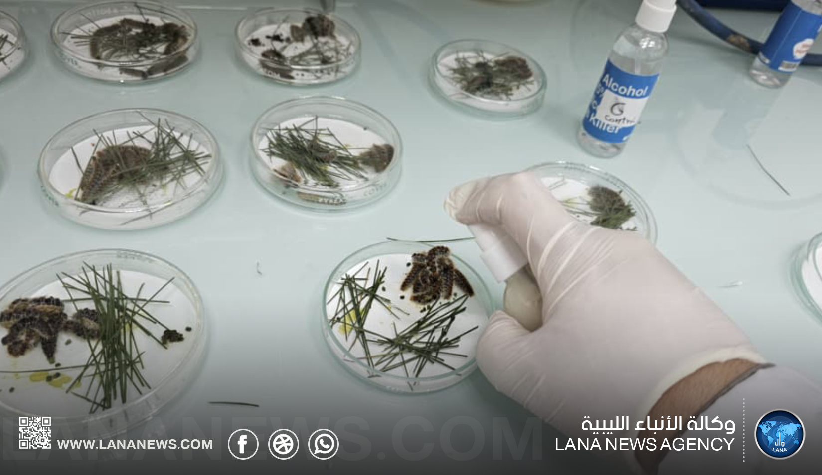 البحوث الزراعية يعلن نتائج في مكافحة آفة جادوب الصنوبر