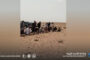 إطلاق 30 غزالًا ضِمن مُبادرة لتعزيزِ التنوع الحيوي في بني وليد