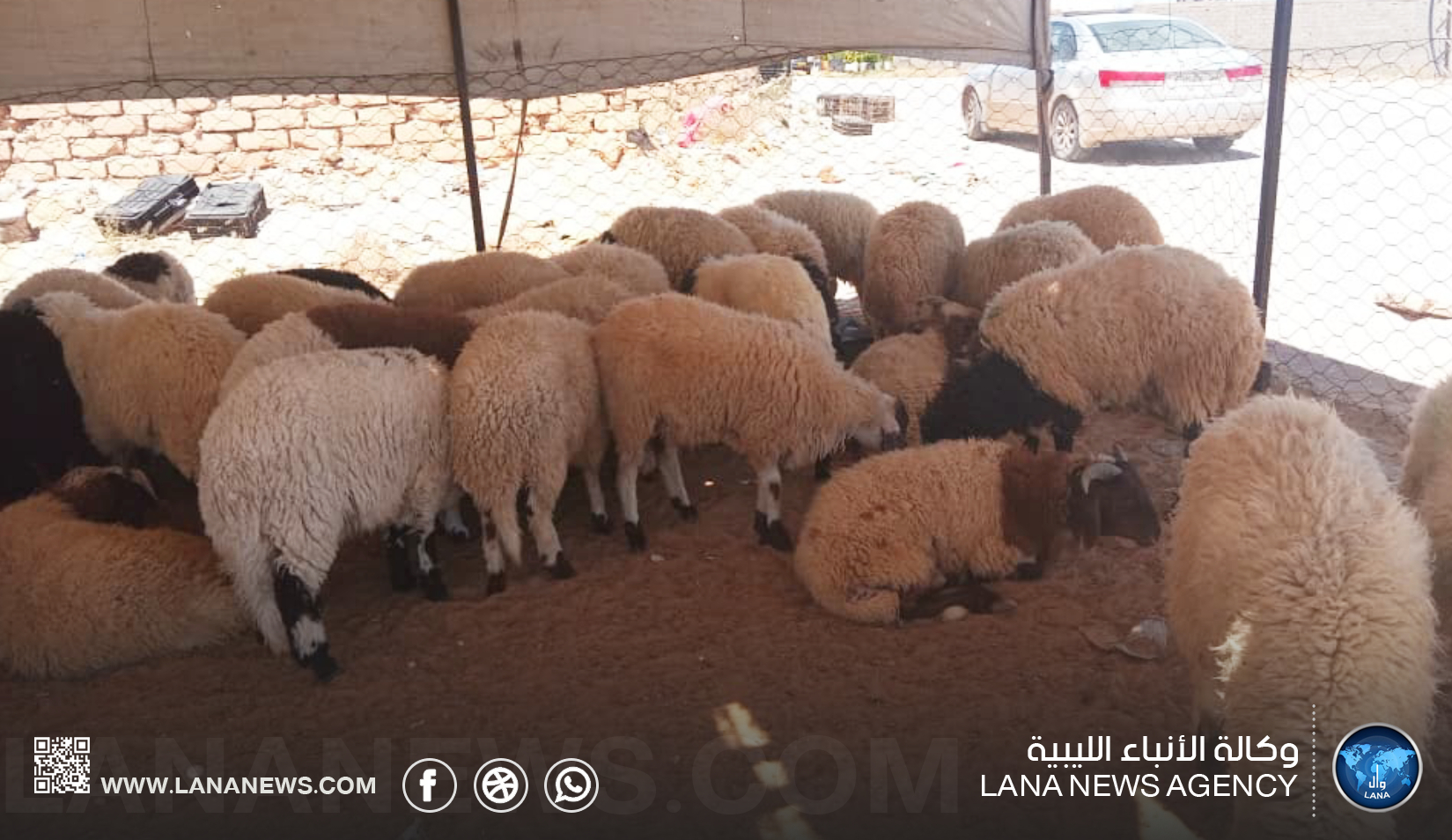 إرتفاع الأضاحي بين التهريب وتراجع قيمة الدينار