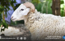 مختص يوضح الإرشادات الصحية والبيطرية للأضحية