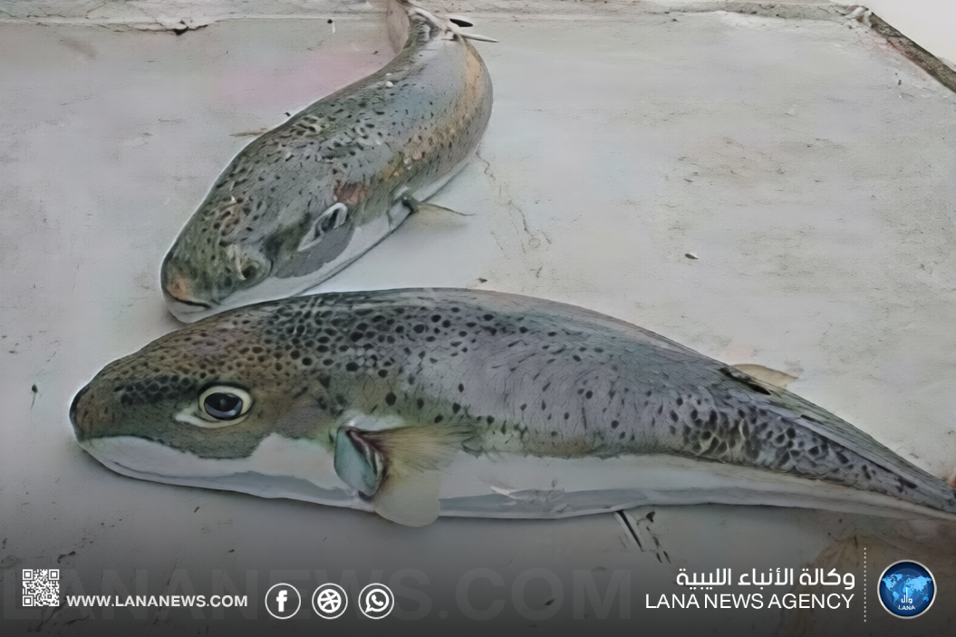 رصد انتشار لسمكة الأرنب السامة في الشواطئ الليبية