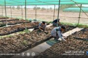 مشتل القرضابية في سرت ينفذ عمليات زراعية ووقائية لدعم إنتاج الشتول