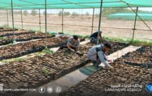 مشتل القرضابية في سرت ينفذ عمليات زراعية ووقائية لدعم إنتاج الشتول
