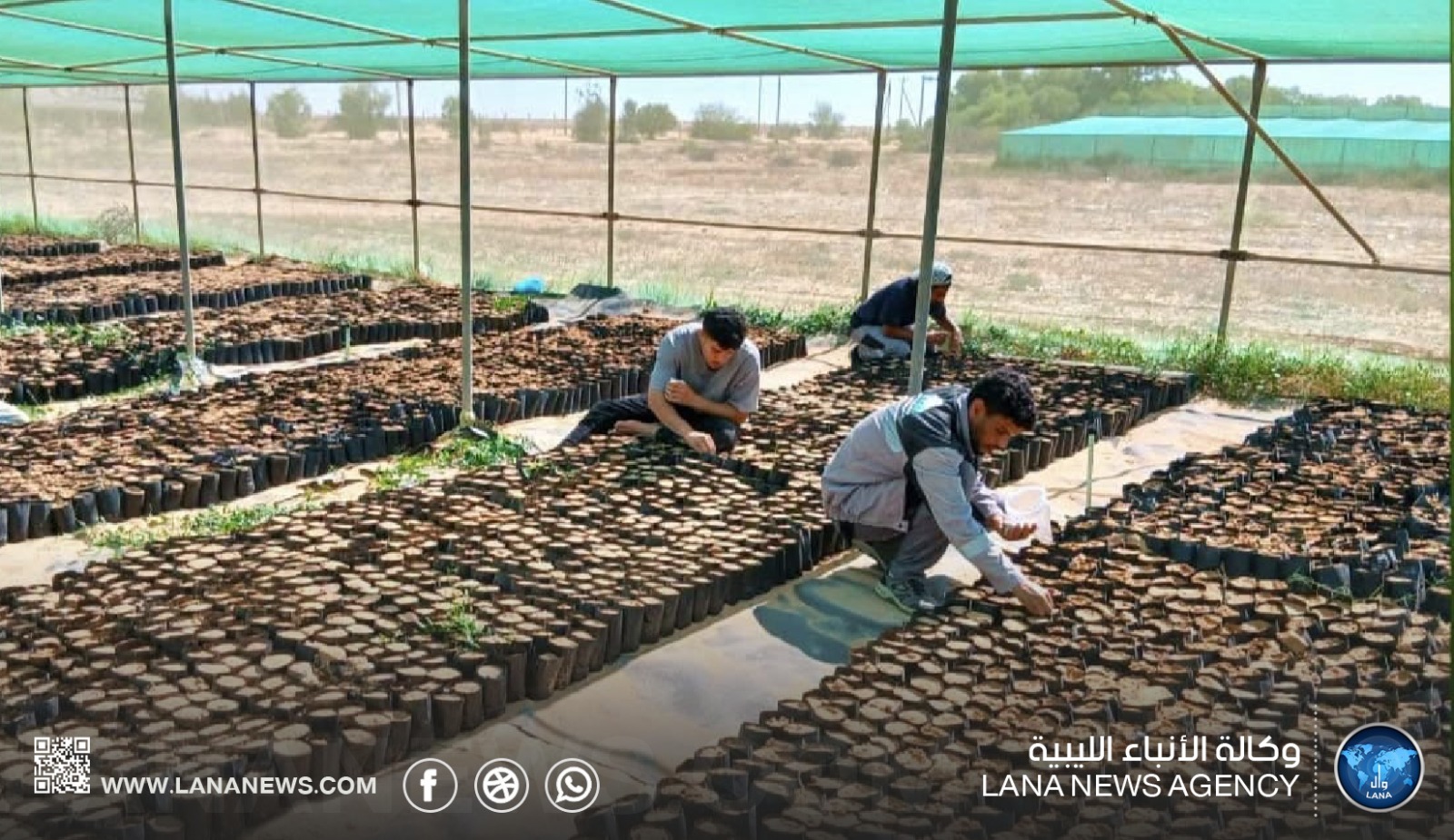 مشتل القرضابية في سرت ينفذ عمليات زراعية ووقائية لدعم إنتاج الشتول