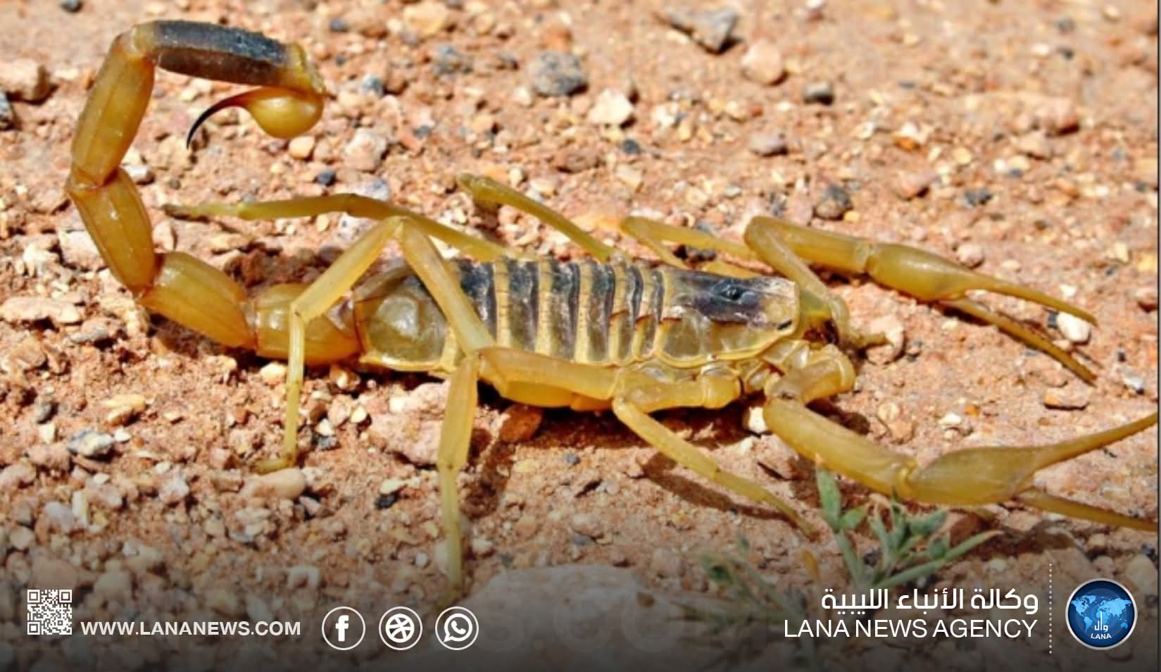  مناشدة عاجلة لإطلاق حملات مكافحة العقارب في أوباري