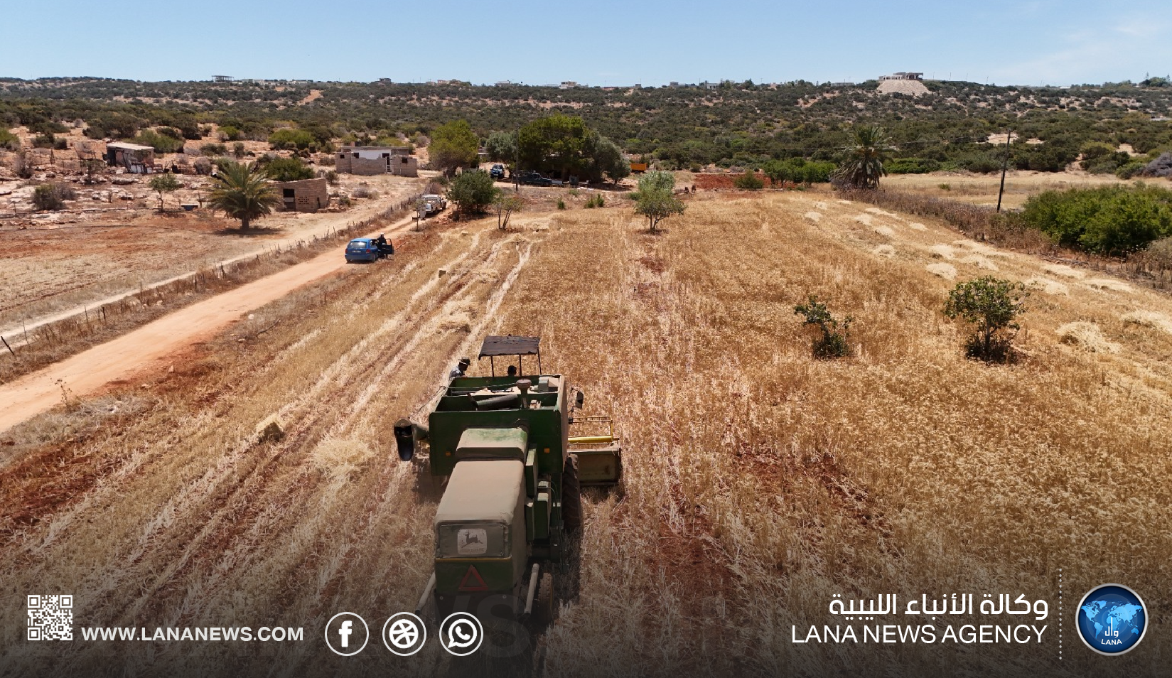 مركز البحوث الزراعية ينجح في حصاد صنف قمح محسن عالي الإنتاجية