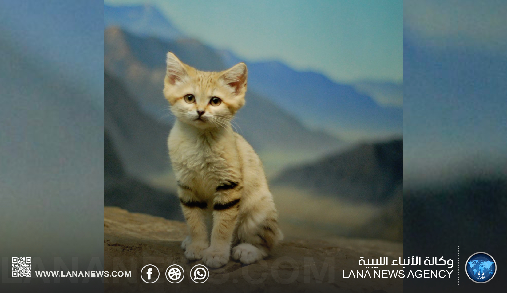 دراسة بريطانية ترصد قط الرمال في 13 موقعًا بالصحراء الليبية