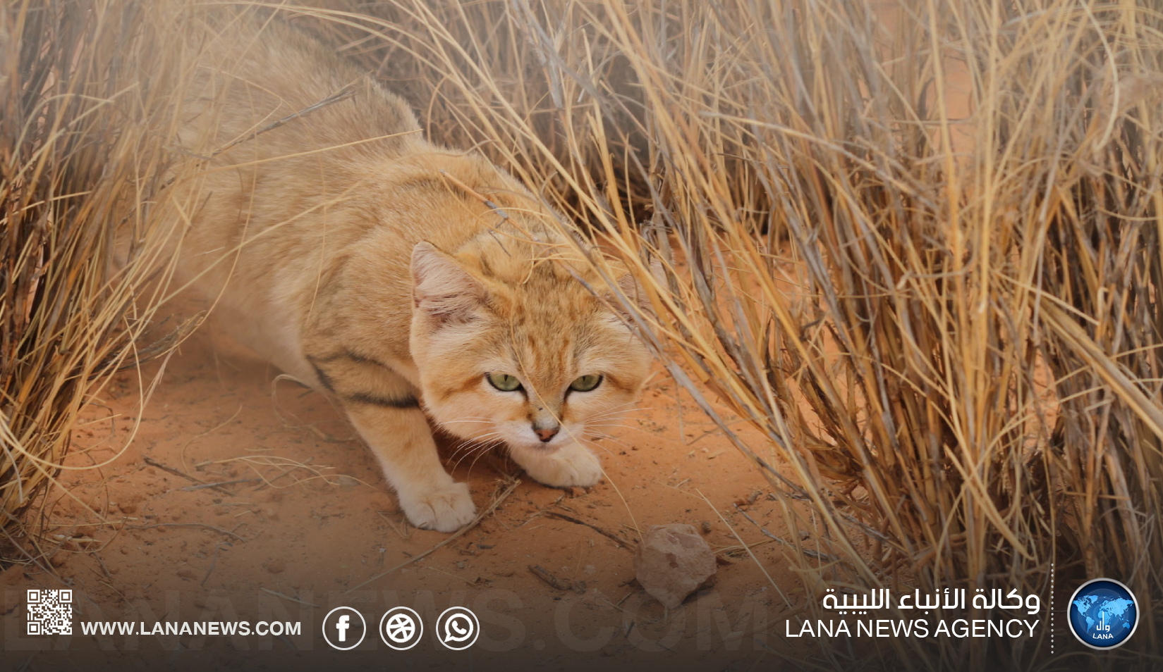 توثيق لوجود قط الرمال في 13 موقعا بالصحراء الليبية