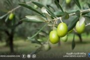 ندوة علمية في بنغازي حول أساسيات زراعة الزيتون محليا