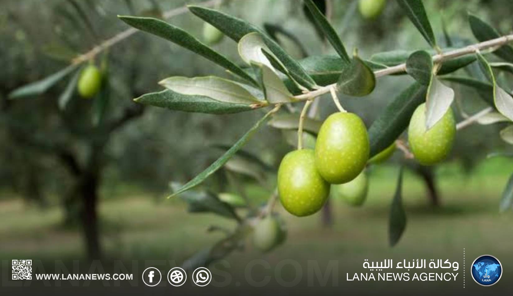 ندوة علمية في بنغازي حول أساسيات زراعة الزيتون محليا