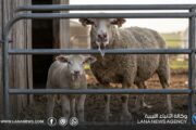 نقيب البيطريين بالمرج يحذّر من انتشار الحمى القلاعية بين الماشية في البلاد
