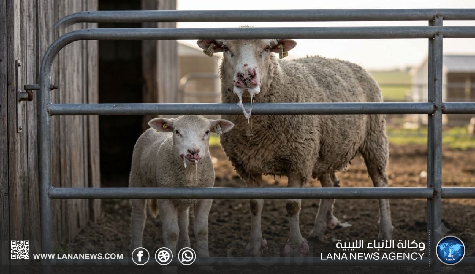 نقيب البيطريين بالمرج يحذّر من انتشار الحمى القلاعية بين الماشية في البلاد