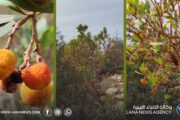 الشماري.. القطلب البافاري يواجه تحديات المناخ في الجبل الأخضر