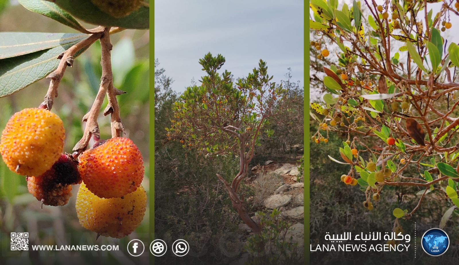 الشماري.. القطلب البافاري يواجه تحديات المناخ في الجبل الأخضر