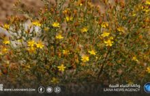 نقيب البيطريين في المرج يحذر من خطر نبات «أبو قراطو» السام على المواشي