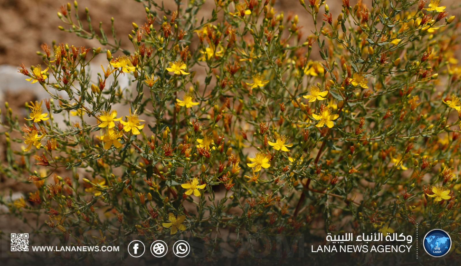 نقيب البيطريين في المرج يحذر من خطر نبات «أبو قراطو» السام على المواشي